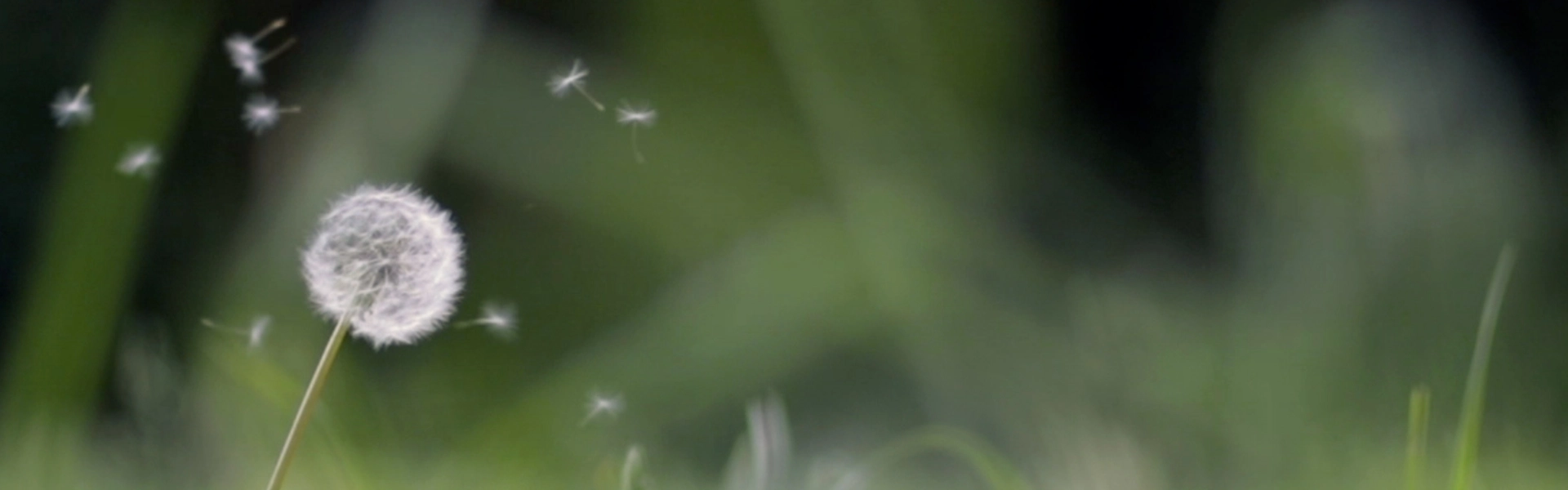 ORNAMIN-ÜberUns-Nachhaltigkeit-Pusteblume